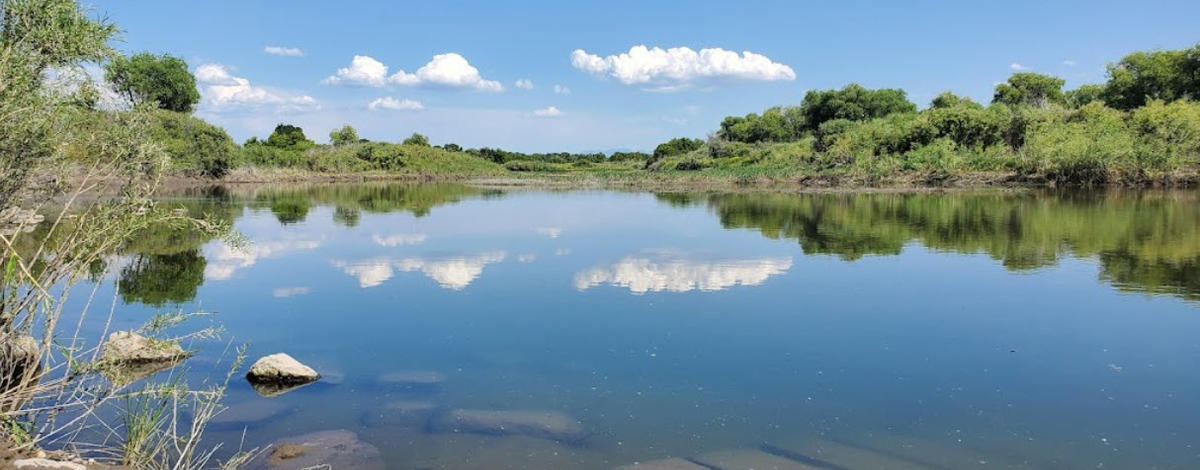 picture of a boat ramp in water surrounded by vegetation