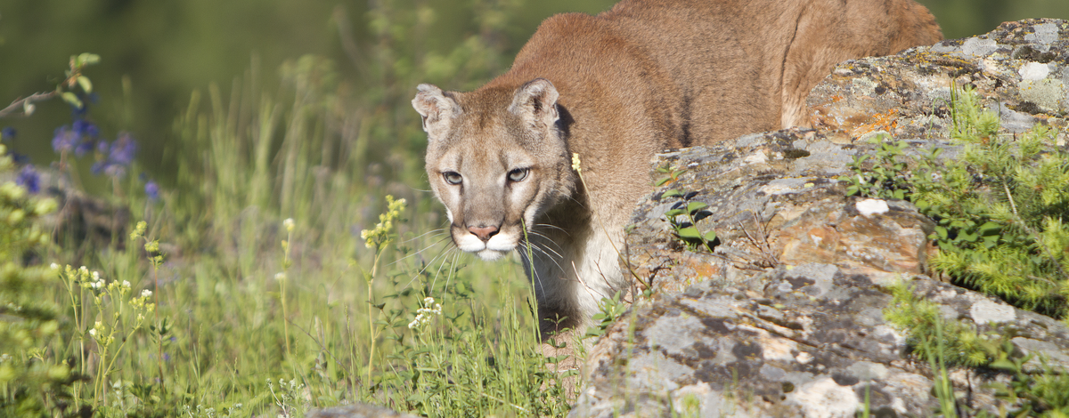 Older Mountain Lion