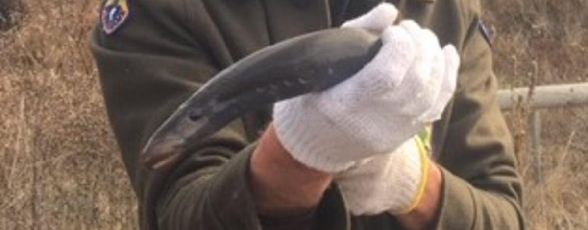 Lamprey closeup/ Photo by IDFG