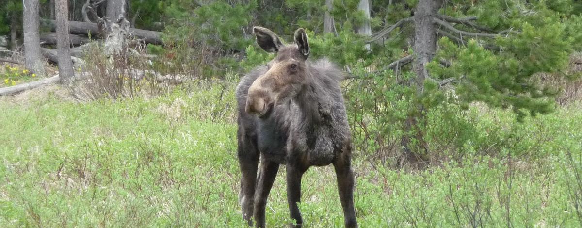 Raggedy Moose in a forest