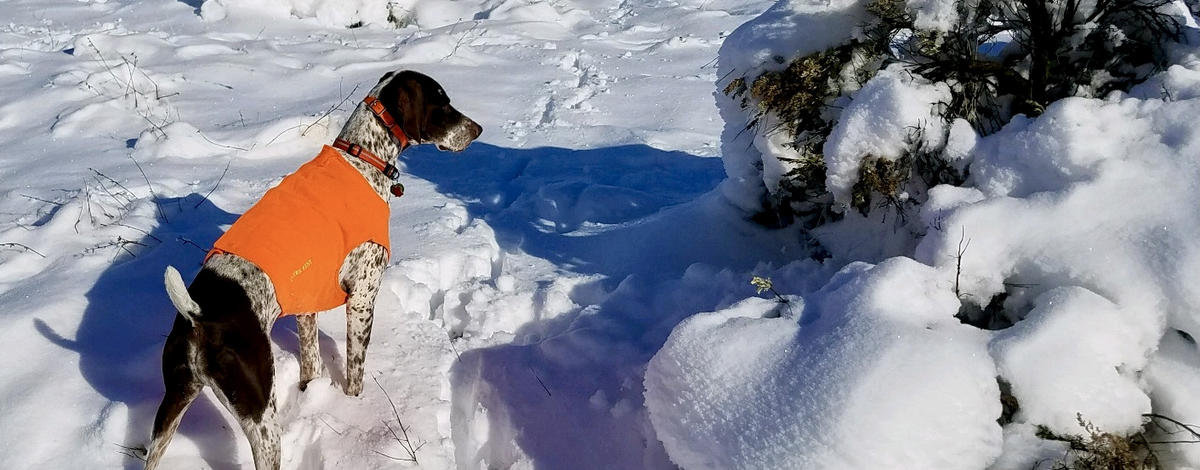 Upland Dog1.jpg