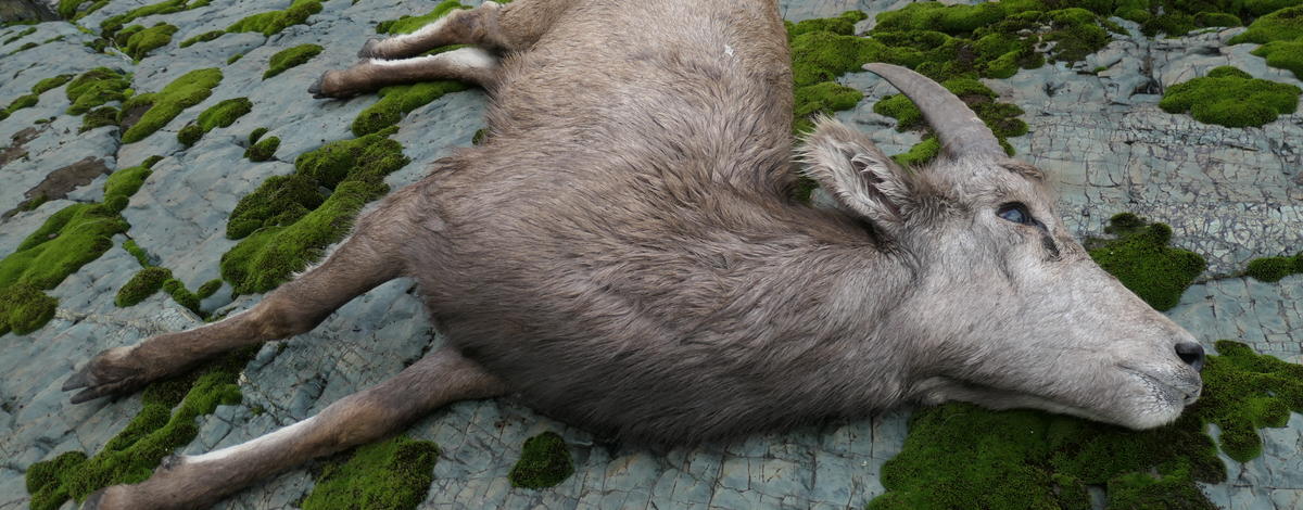 bighorn sheep, Hells Canyon, Movi, pneumonia 
