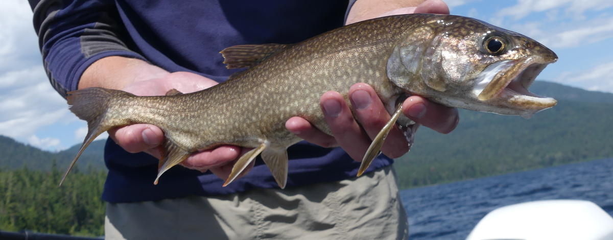 Lake Trout