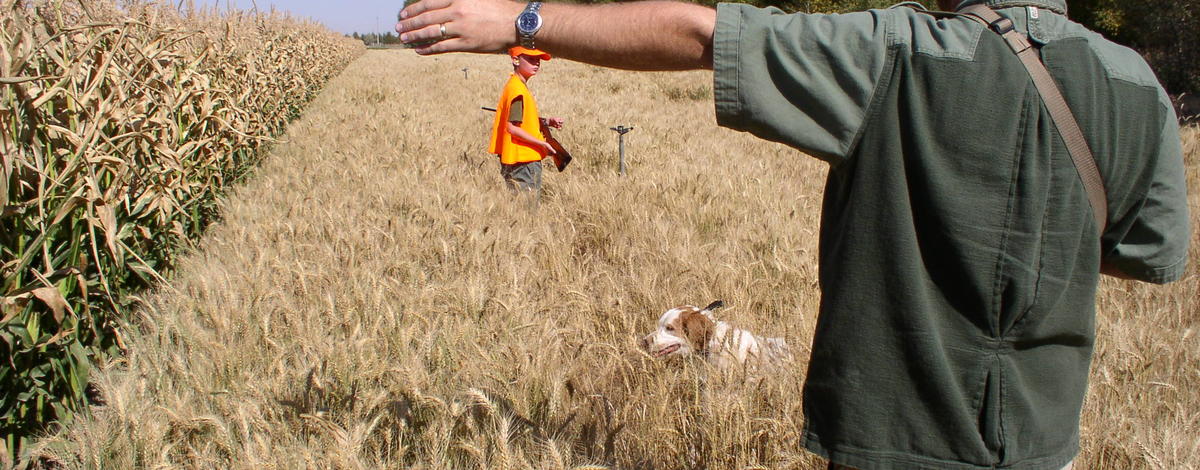 Pheasant hunting with youth