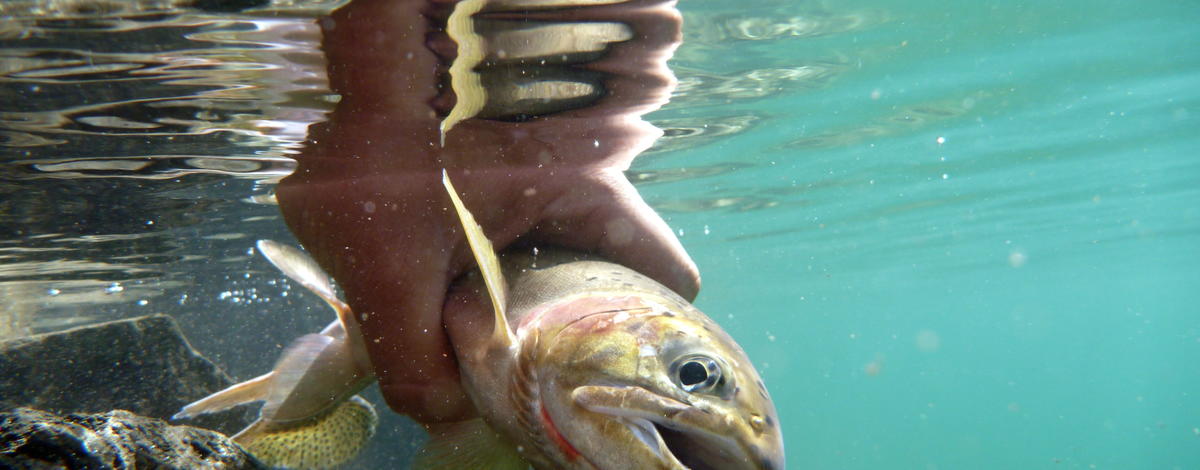 Alpine lake cutthroat