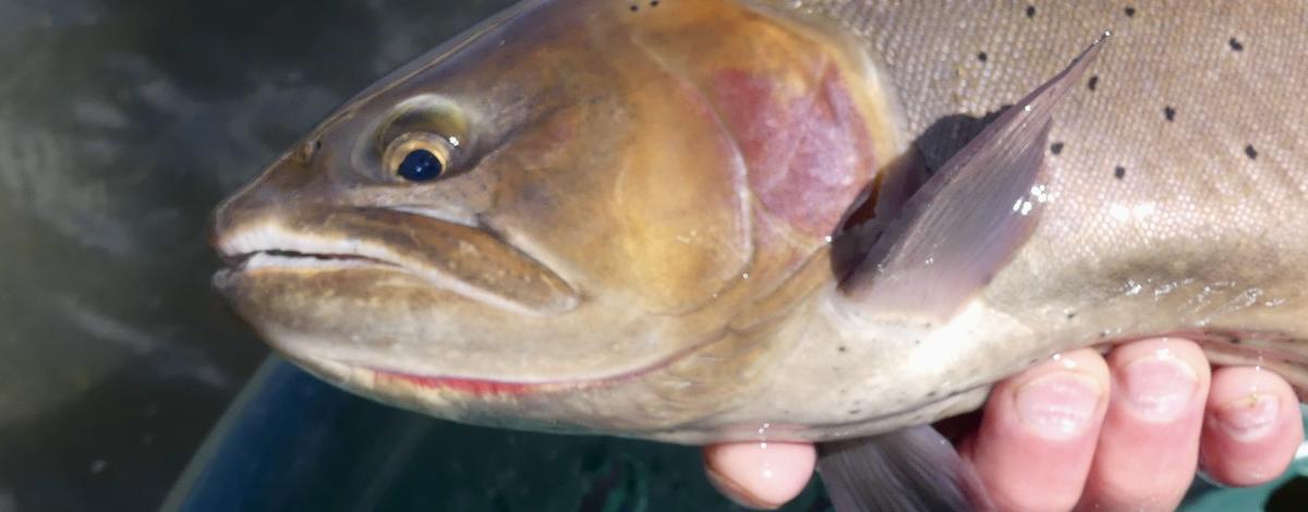cutthroat trout, South Fork Snake, Upper Snake