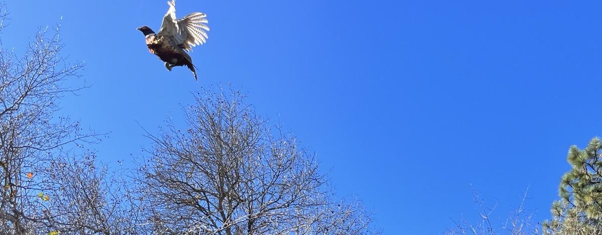 Pheasant release