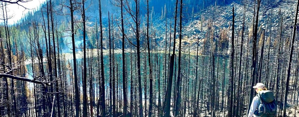 Fisheries Technician in recently burnt forest with lake in background