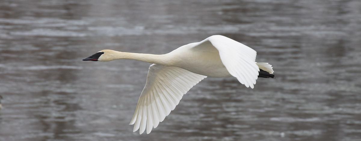 quiz-swan-course-q12-which-species