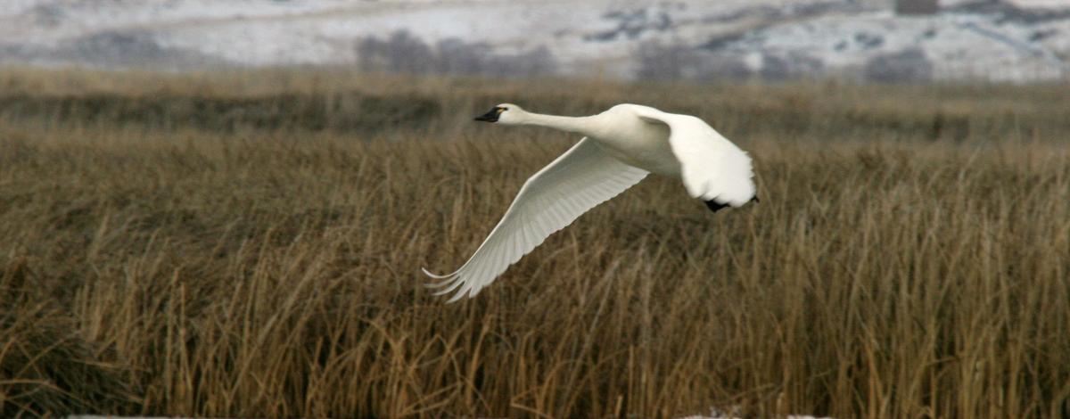quiz-swan-course-q9-which-species