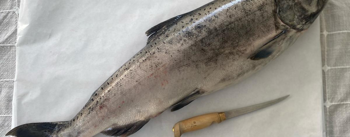Salmon ready for processing