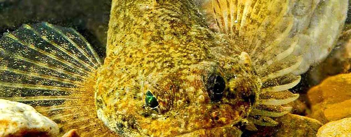 sculpin