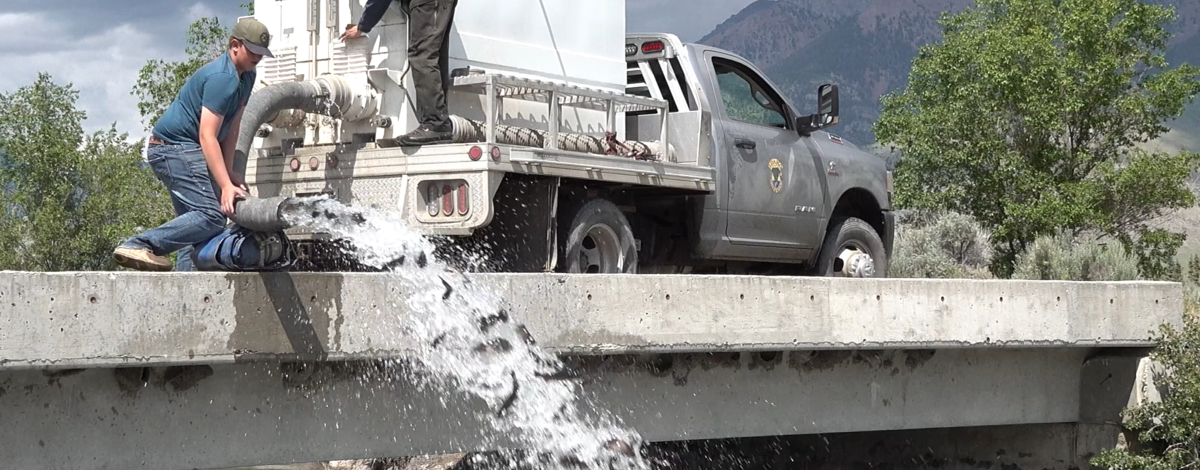 Stocking truck on bridge over the Big Lost River with fish flowing out into the river from a stocking tube. 