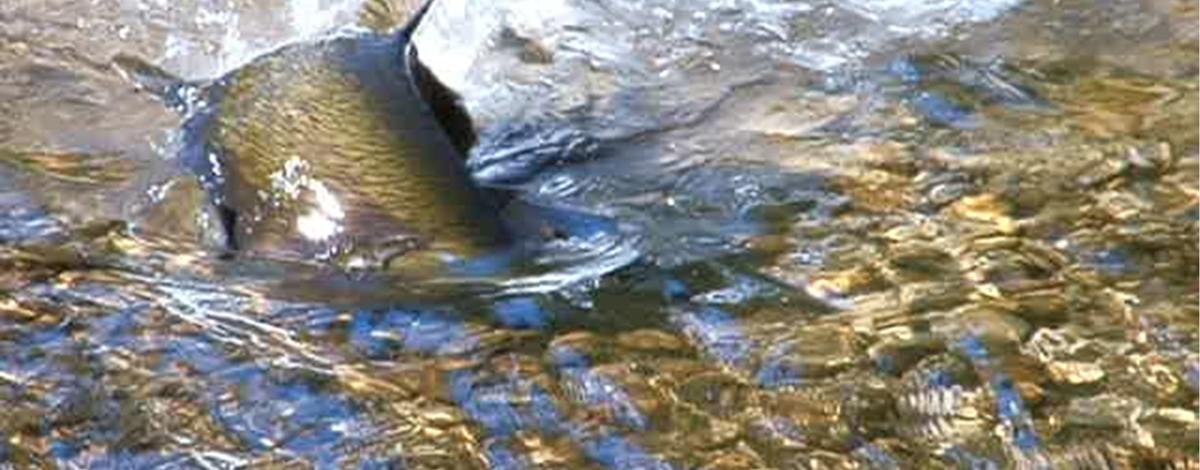 Female Chinook digging a redd