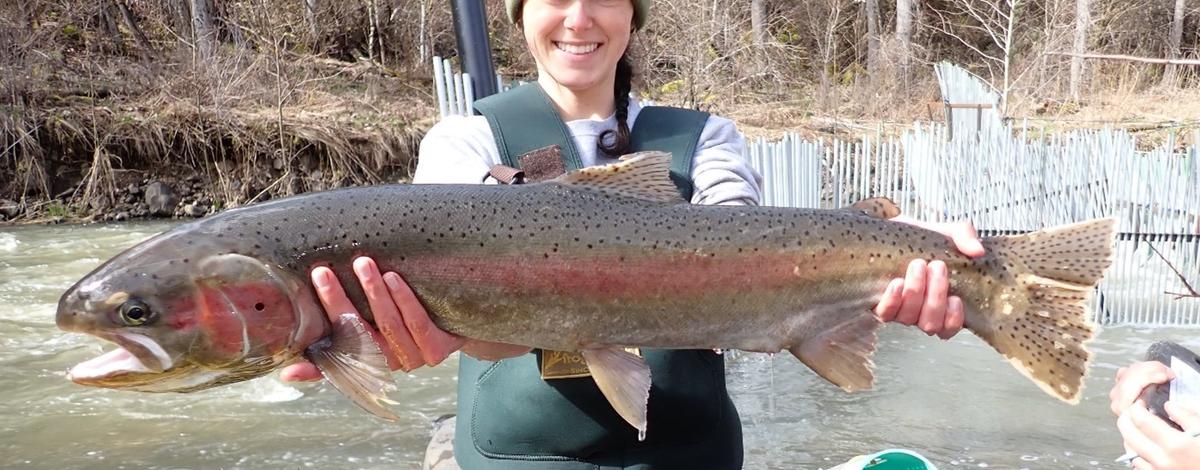 Steelhead 