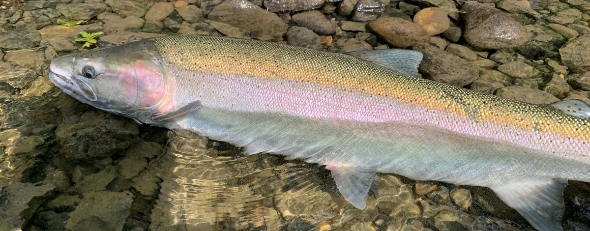 steelhead caught from the Clearwater River