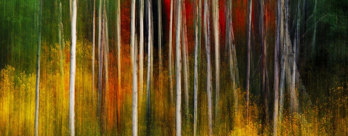 Swan Valley Aspens-nature photography