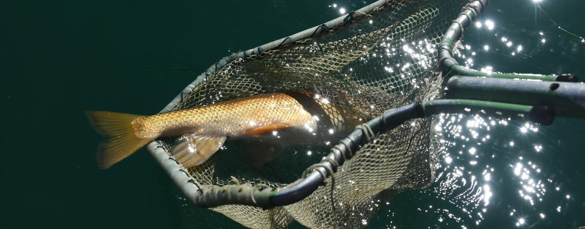 A common carp is netted in the Snake River during the chelated copper treatment.
