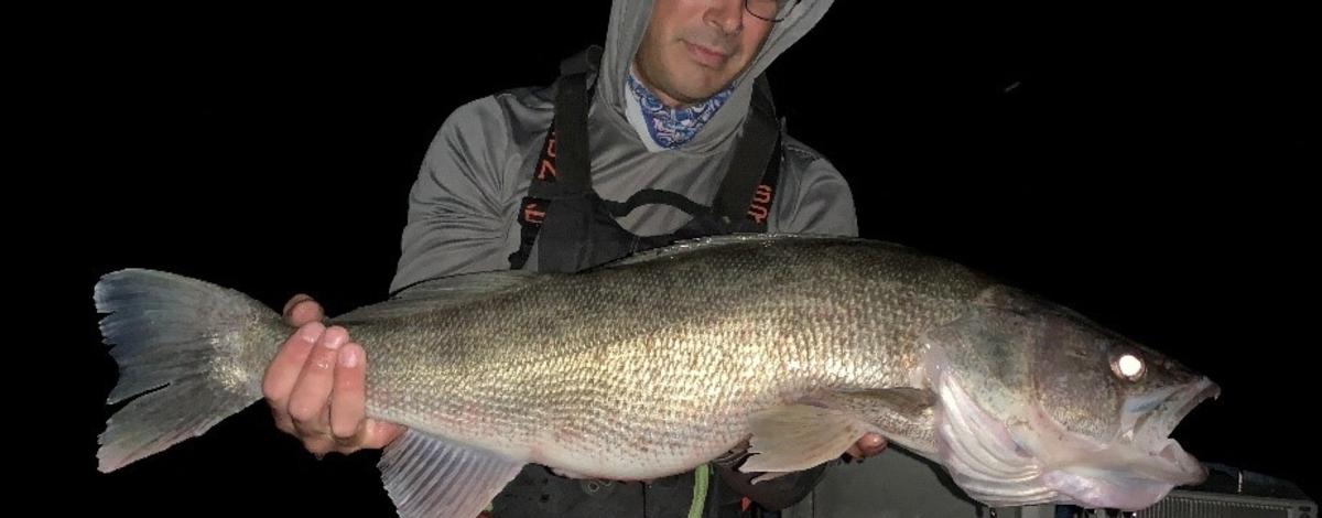 Biologist holding up a large walleye from Ririe reservoir