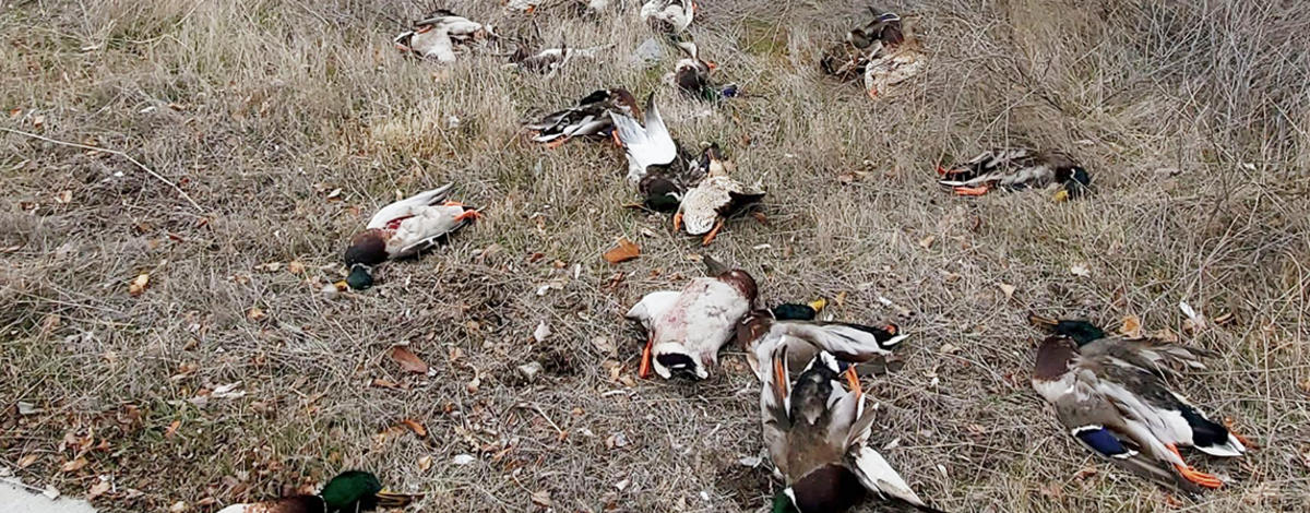wasted_ducks_2_lr