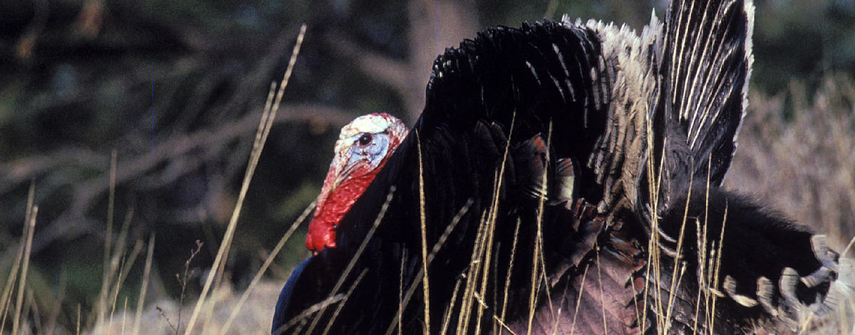Farragut Wildlife Management Area WMA tom turkey