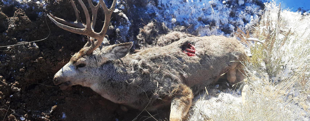 mule_deer_buck_2