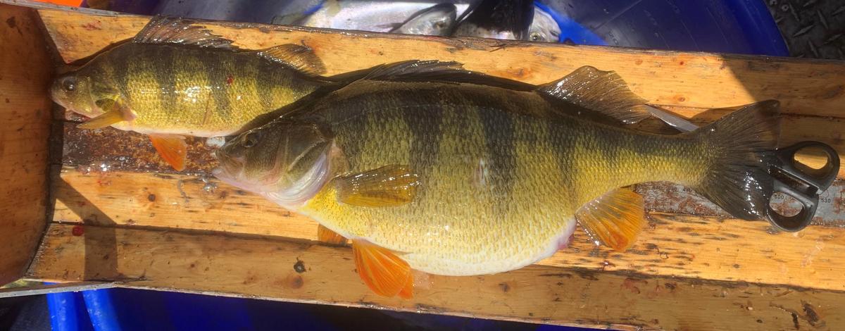 Lake Cascade perch