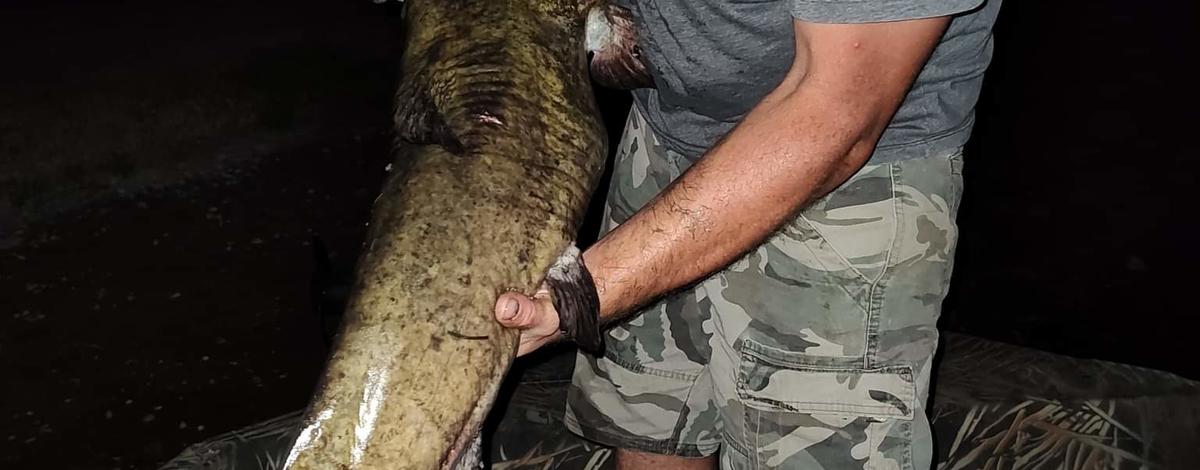43 inch flathead catfish_jholt_2022