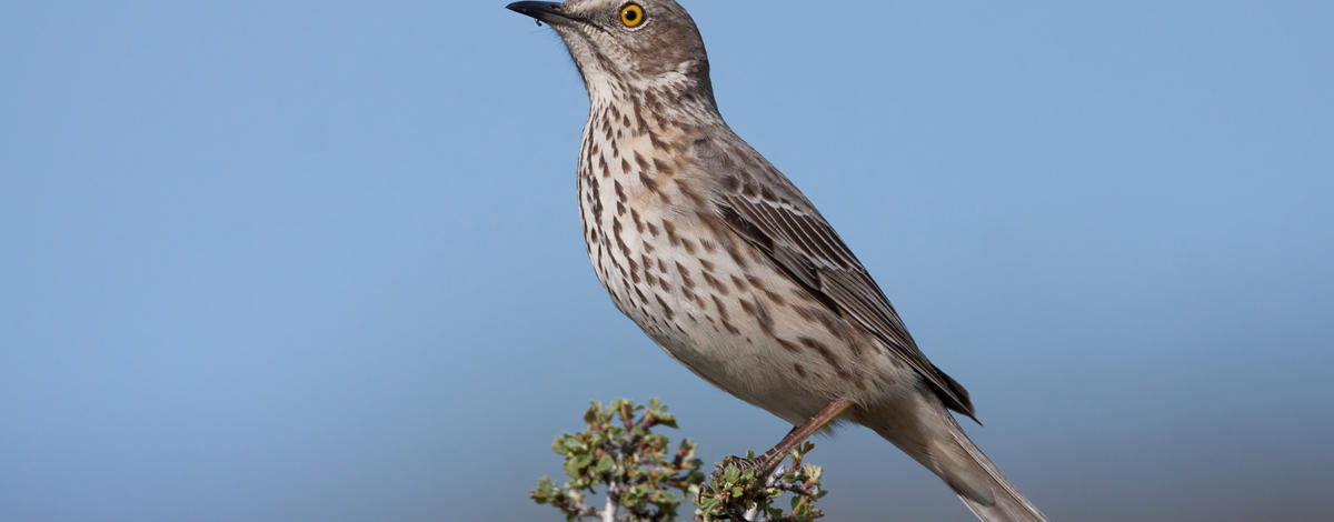 sage thrasher Robert L Kothenbeutel