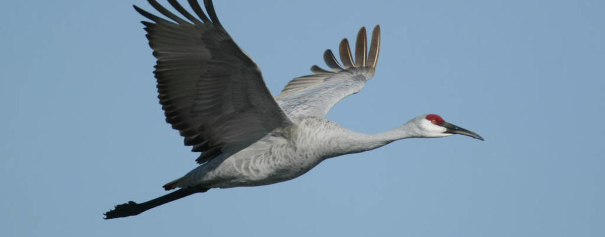 sandhill crane flying January 2015