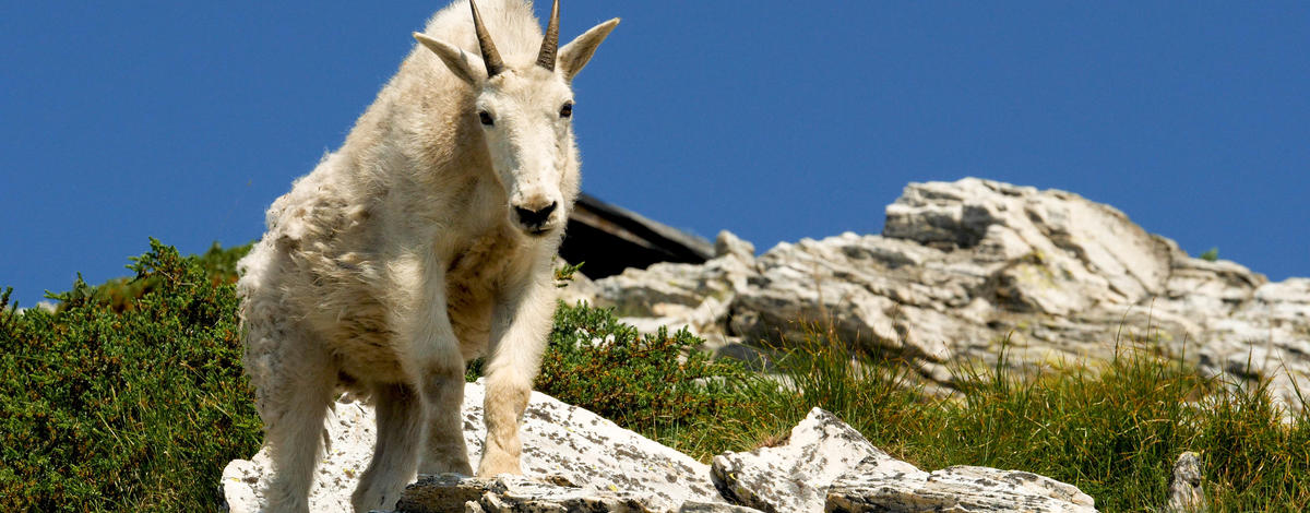 Mountain goat on Snow Peak WMA 2018