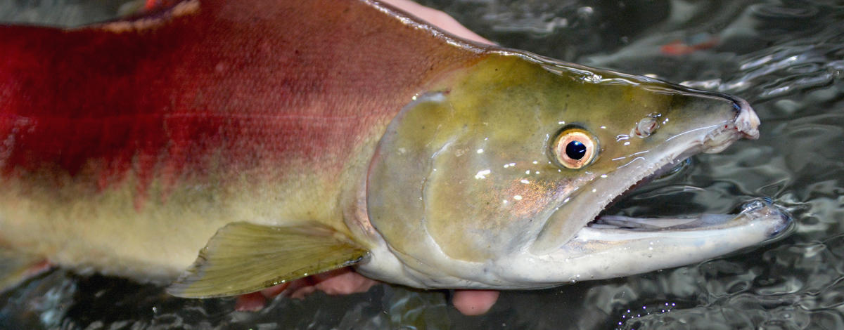 sockeye being held above water head and body shot November 2015