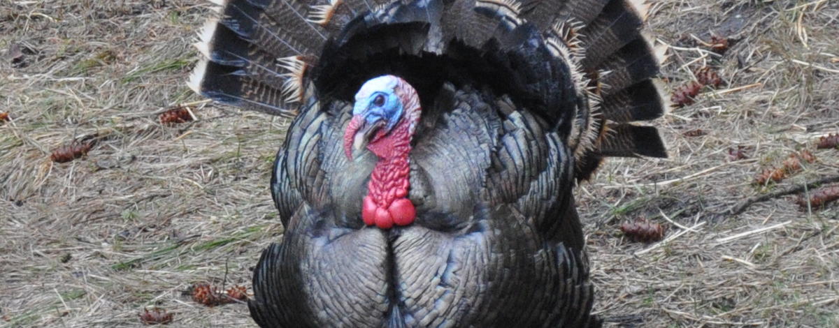 tom turkey April 2013