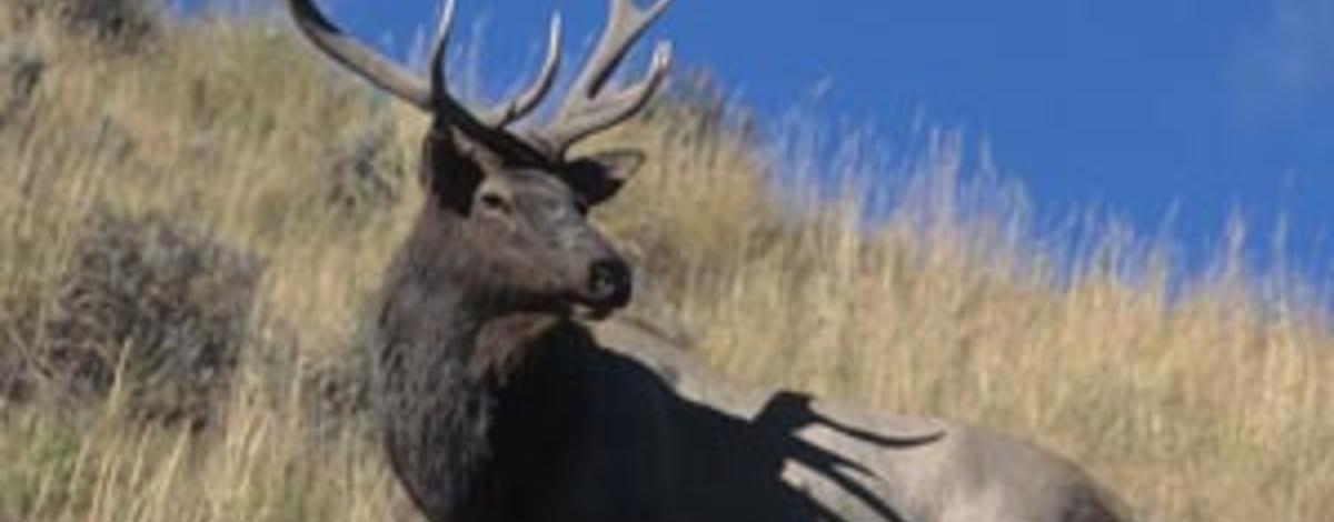 bull elk in grass and sagebrush vertical small photo