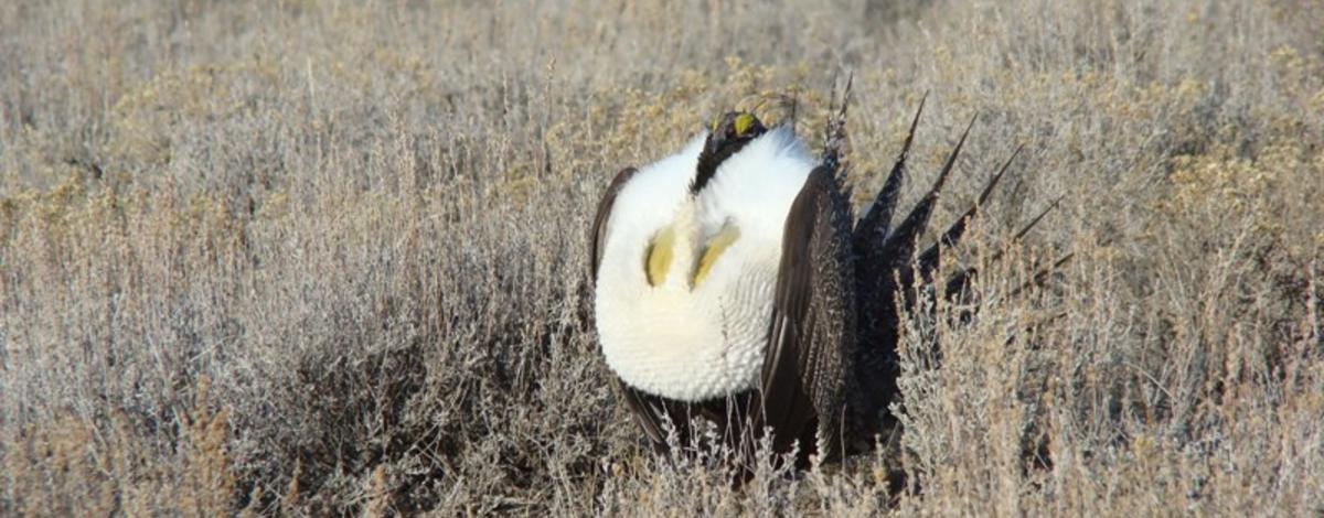 sage grouse glou glou in full form April 2010