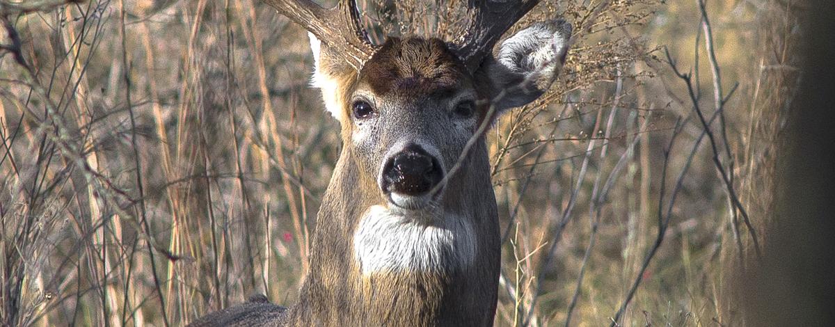 whitetail buck in trees November 2013