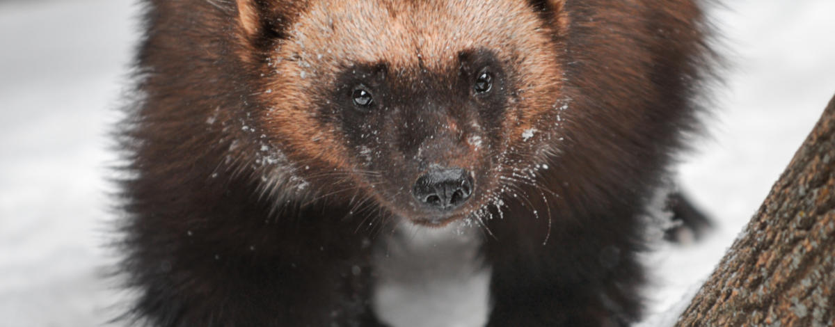 wolverine as it leaves a trap in the Sawtooth research area March 2014