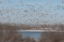 Fort Boise WMA snow geese in flght