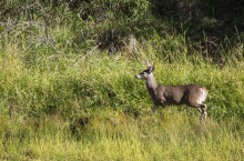 whitetail buck in grass in the Kootenai National Wildlife Refuge September 2015