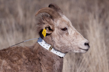 bighorn sheep capture August 2010 collared bighorn sheep