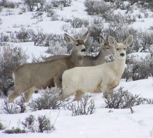 blonde_deer_bear_lake_05b