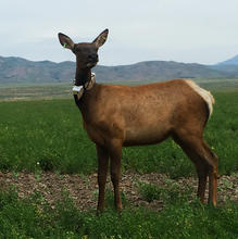 cow_elk1