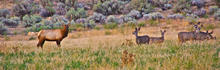deerandelk