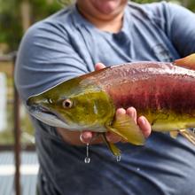 sockeye salmon roundup_sawtooth hatchery_cropped_0586