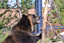 bear_eating_apples