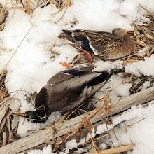 dead_ducks_salmon_2020