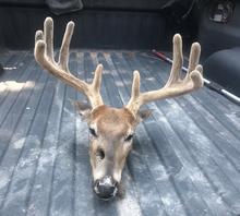 White-tailed deer that Froehlich admitted to shooting with artificial light, and then later left in the field to waste in August of 2021. 