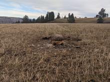 elk_3
