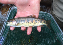 Redband trout