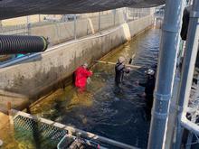 McCall Hatchery1